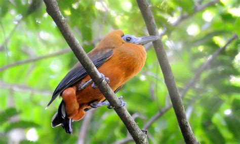 Bird 135 – Capuchinbird – Bird of the Week