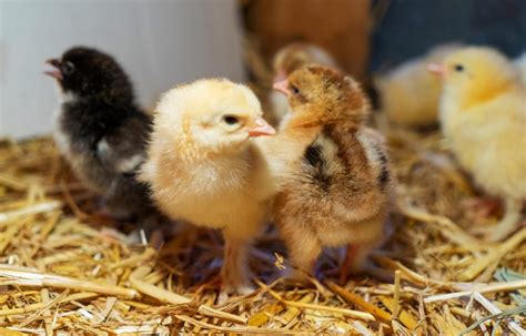 Raising Baby Chicks: A Beginner's Guide - Backyard Poultry