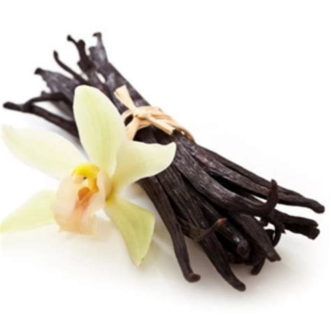 Vanilla Orchid Plant - Vanilla planifolia - Madagascar Vanilla Bean in ...