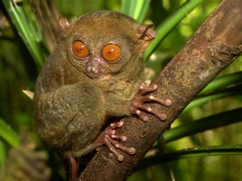 Animalandia: Philippine Tarsier