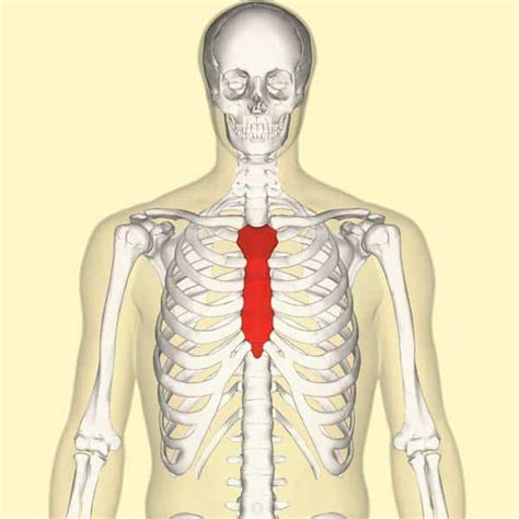 Male Sternum