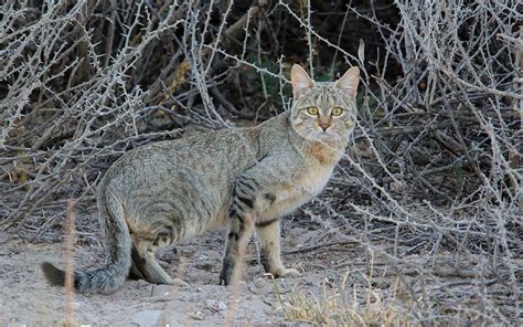 Wild Cat Family ~ Felidae Family ~ 45 Wild Cat Species