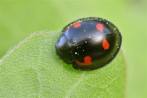 Black with red spots: What's my Ladybird? - Natural History Society of ...