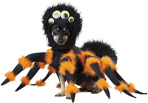 Top 10 Cutest Dachshund Halloween Costumes - Dachshund Station