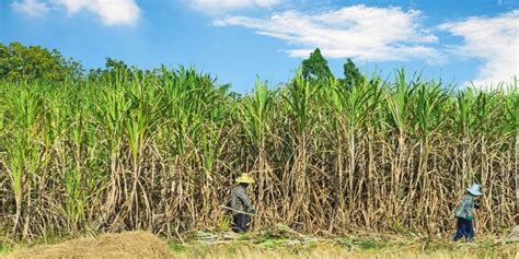 TANZANIA: Sugar-cane plantation to be transformed into reserve, soon ...