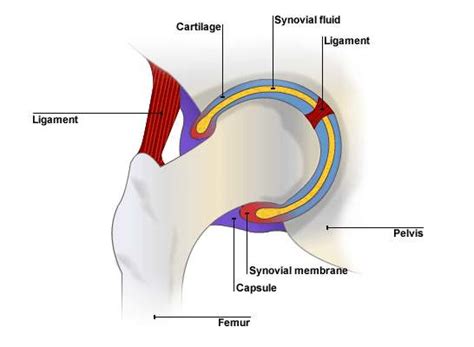 Ball And Socket Joint Diagram