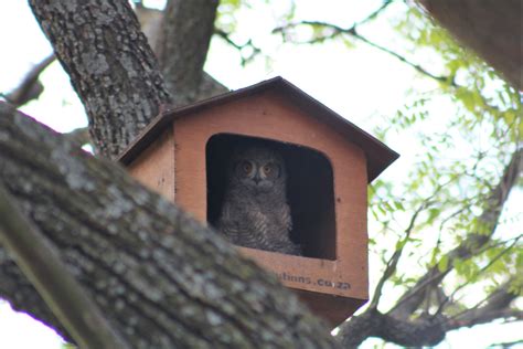 Owl Box Location — EcoSolutions Urban Ecology