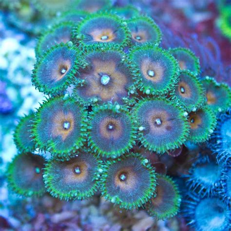 Green Palythoa Soft Coral in a Reef Aquarium Stock Photo - Image of ...