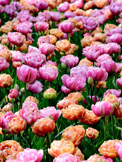 Tulip Peony Party Collection | Buy Unique Tulip Collections Online