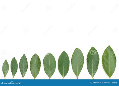 Bay laurel leaves stock image. Image of plant, ingredient - 18774415