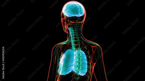 Human Internal Organs Brain with Lungs Anatomy Animation Concept Stock ...