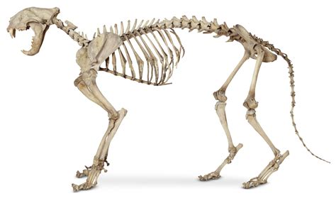 Cat Anatomy | Cat Skeleton | DK Find Out