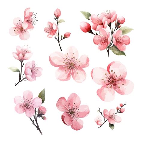 Premium Vector | Set of watercolor cherry flower white background