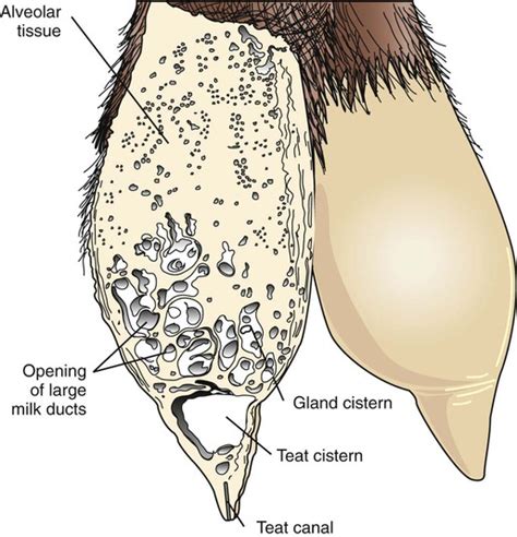 The Mammary Gland | Veterian Key