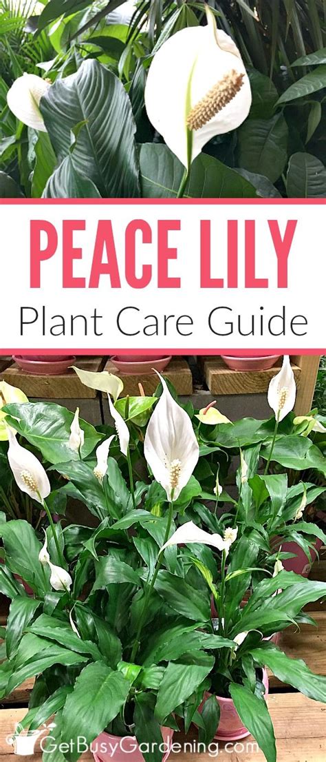 Peace Lily Plant Care Guide: How To Grow A Peace Lily | Peace lily ...