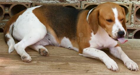 Funny beagle, dog stock image. Image of relaxing, beauty - 5487625