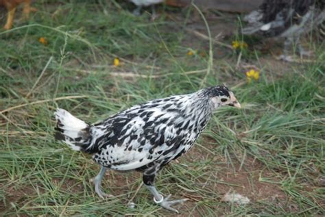 Silver Spangled Hamburg Chicken - Chicks for Sale | Cackle Hatchery®