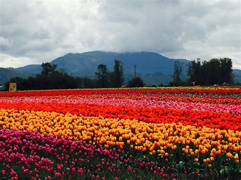 Visit Abbotsford: Best of Abbotsford Tourism | Expedia Travel Guide