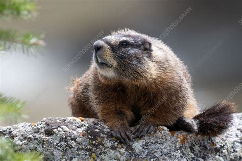 Yellow-bellied marmot - Stock Image - C058/7965 - Science Photo Library