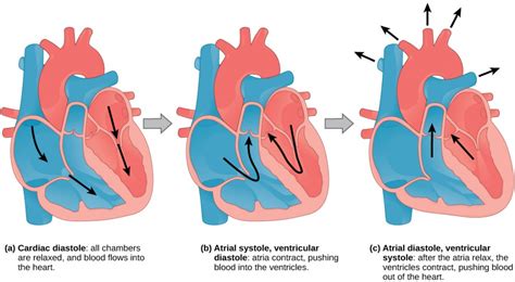 1.8 The Circulatory System – Neuroscience: Canadian 1st Edition Open ...