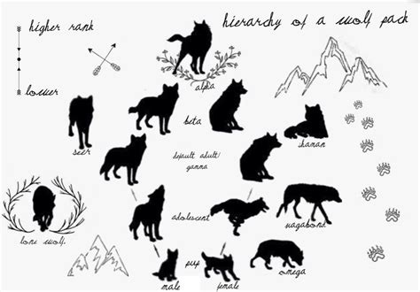 Wolf Pack Ranks And Their Roles Hierarchy And Structure Explained ...