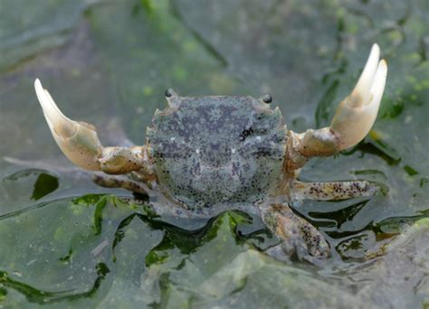 Yellow Shore Crab (Tide Pool and Sandbar Life Savary Island) · iNaturalist