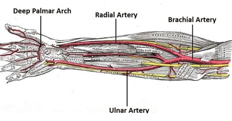 Ulnar Artery - New