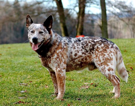 Bilder von Australian Cattle Hunde Gras ein Tier