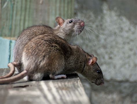 8 Interesting Facts About Rats | Britannica