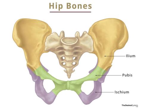 Hip Bone (Coxal Bone) – Anatomy, Location, Functions, & Diagram