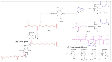 Synthesis route during the preparation of (a) Starch-g-PBS (b) PLA-g ...