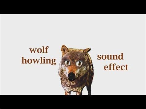 When A Wolf Howling Sound - wolf howling sound effect scary 《horror all ...