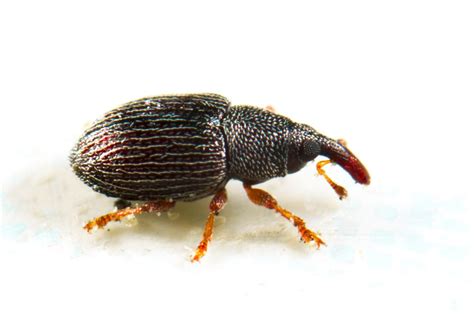 What Is a Weevil and How Did That Bug Get in My Food?