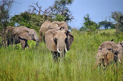 What Are The Characteristics Of A Tropical Savanna Type Of Climate ...