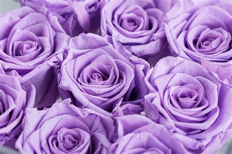 18 Rose Color Meanings That Are Just More Than Romantic | Facts.net