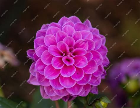 Premium Photo | Pink dahlia in my garden in summer