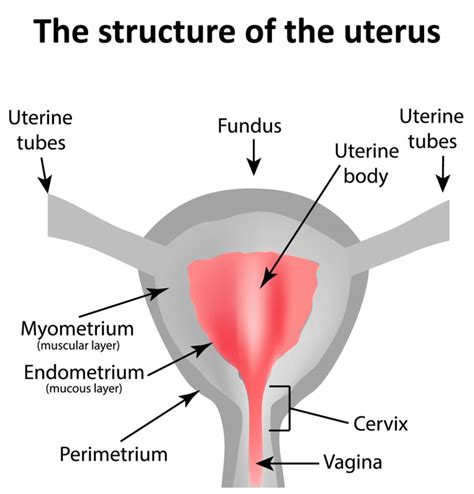 Uterus - Bloody Marvellous