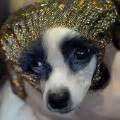 Patty Hearst's dog nabs win at Westminster - CNN