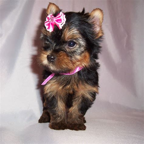 Cute Puppy Dogs: Yorkshire Terrier Puppies