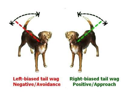 The Science Behind Tail Wagging : Interpreting Tail Wags in Dogs ...