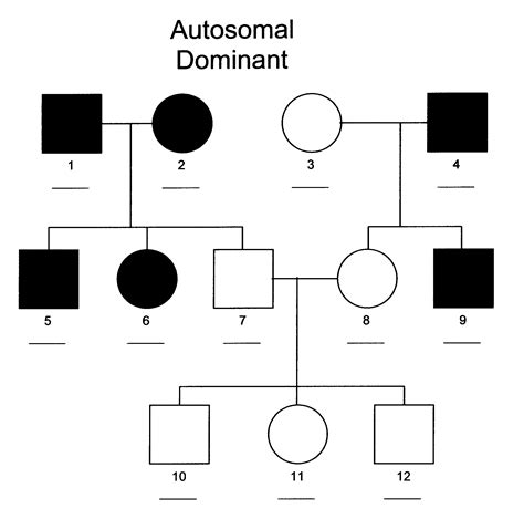 Autosomal Pedigrees Worksheet - Printable Word Searches