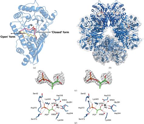 PEP-binding site of Sa_enolase. Ribbon diagrams of the dimeric ...