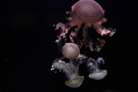 Premium Photo | White spotted jellyfish underwater