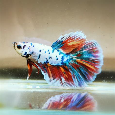 Beautiful Betta - Fancy Multicolor Halfmoon Male | Betta fish types ...