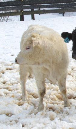 Beefalo Breeding Stock For Sale