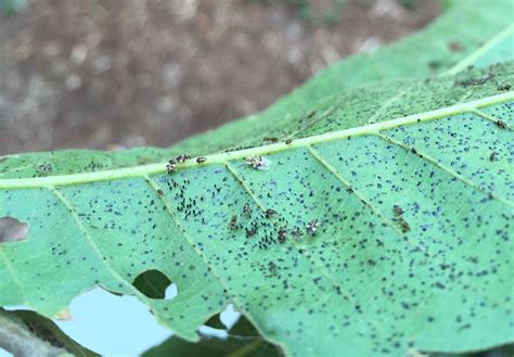 Oak Lace Bug Damage | NC State Extension