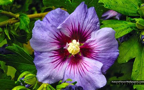 [2300+] Flower Wallpapers | Wallpapers.com | Purple hibiscus, Blue ...