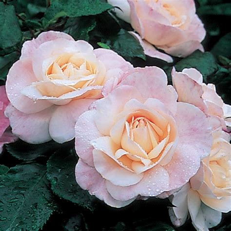 English Miss | Floribunda | David Austin Roses