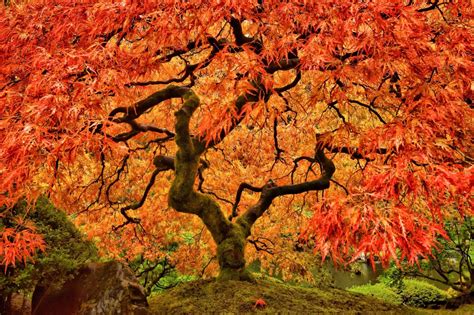 How To Grow And Care For Japanese Maples According To Agustin Coello ...