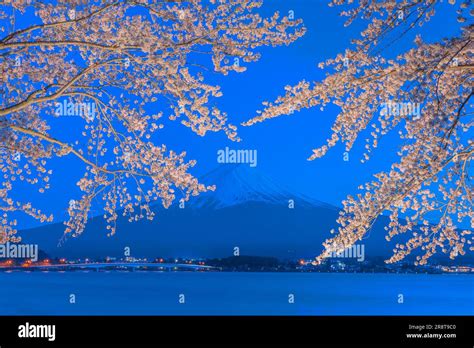 Lake Kawaguchi and Cherry Blossom Lights Stock Photo - Alamy